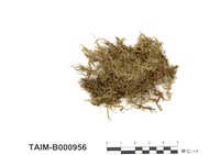 藏品(廣葉絹苔)的圖片